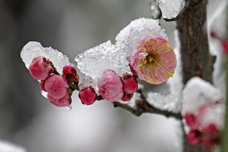 梅花傲雪分享
