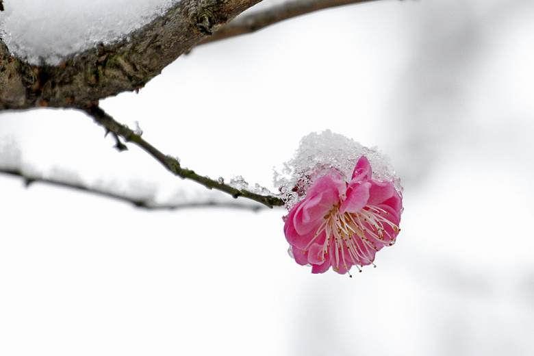 梅花傲雪分享