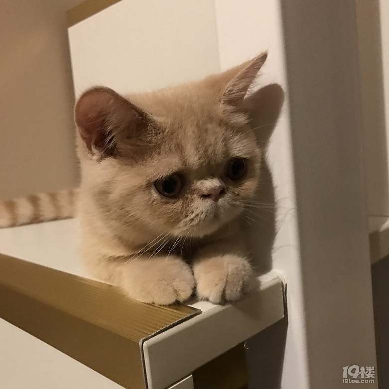 我的迪迪走了....