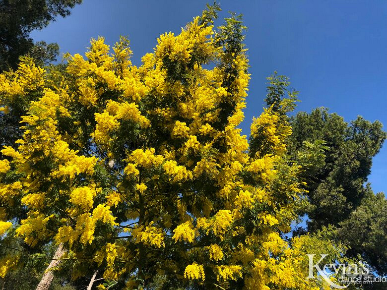 #周宁舞蹈#带着Salsa去旅行-2018西班牙之旅