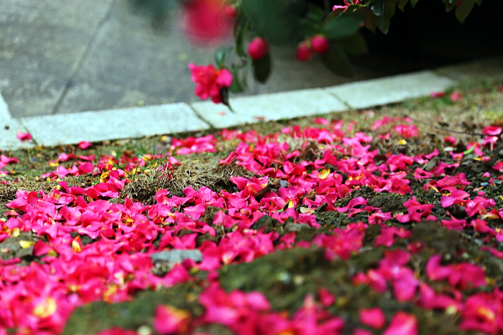 花溅泪