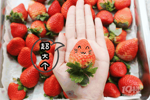 吃貨的念想，狂熱草莓季！