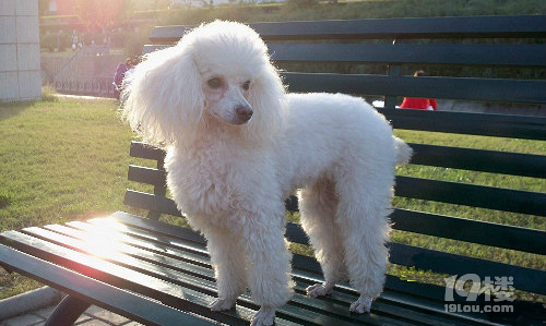 貴賓犬怎么養(yǎng)  貴賓犬飼養(yǎng)方法