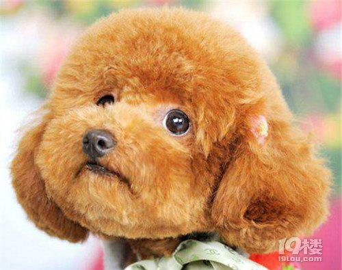 貴賓犬怎么養(yǎng)  貴賓犬飼養(yǎng)方法