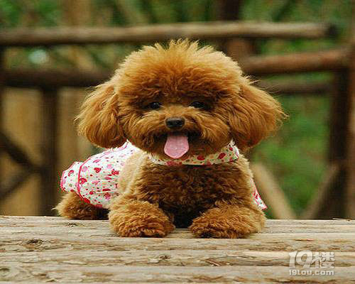 貴賓犬怎么養(yǎng)  貴賓犬飼養(yǎng)方法