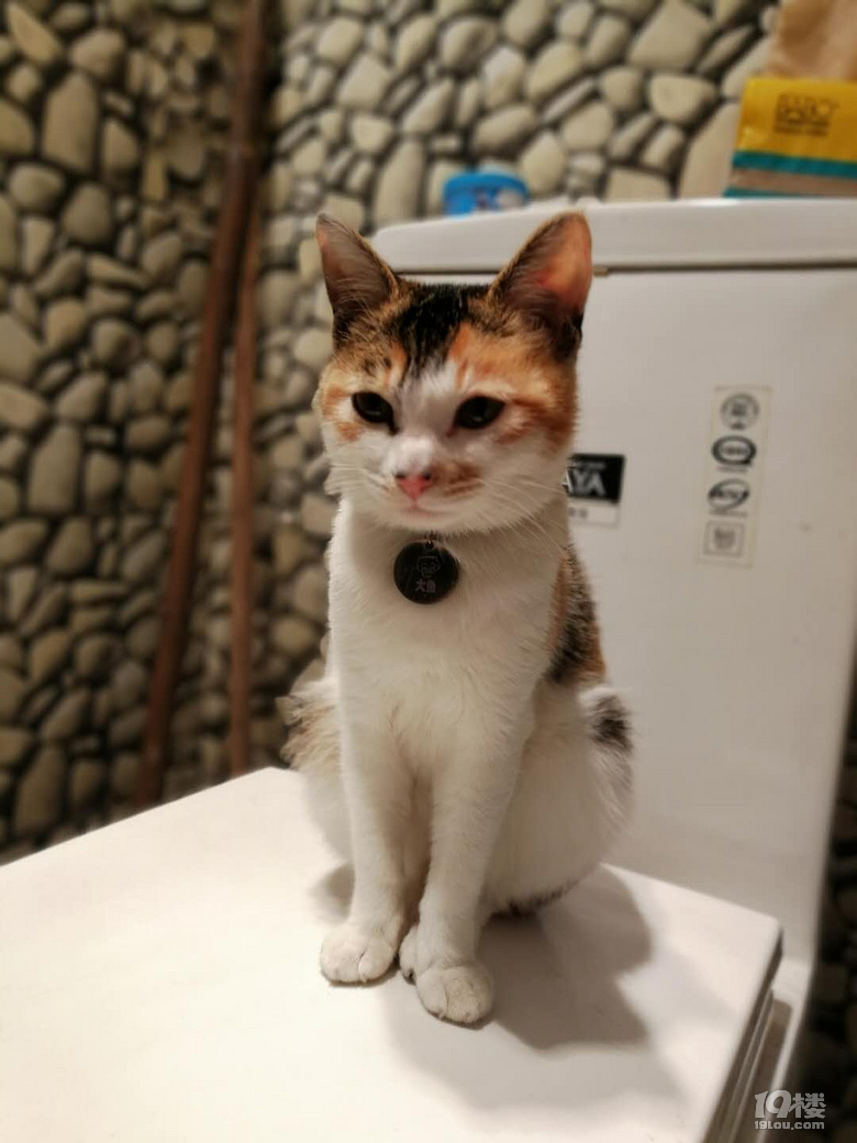 八个月三花猫绝育,杭州滨江,靠谱的宠物店