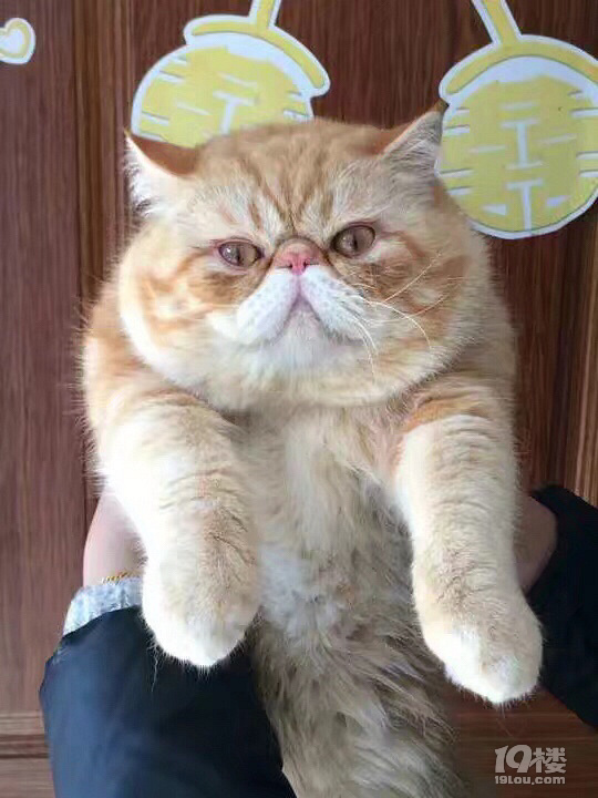 母加菲发情,有附近的公加菲来配对的吗