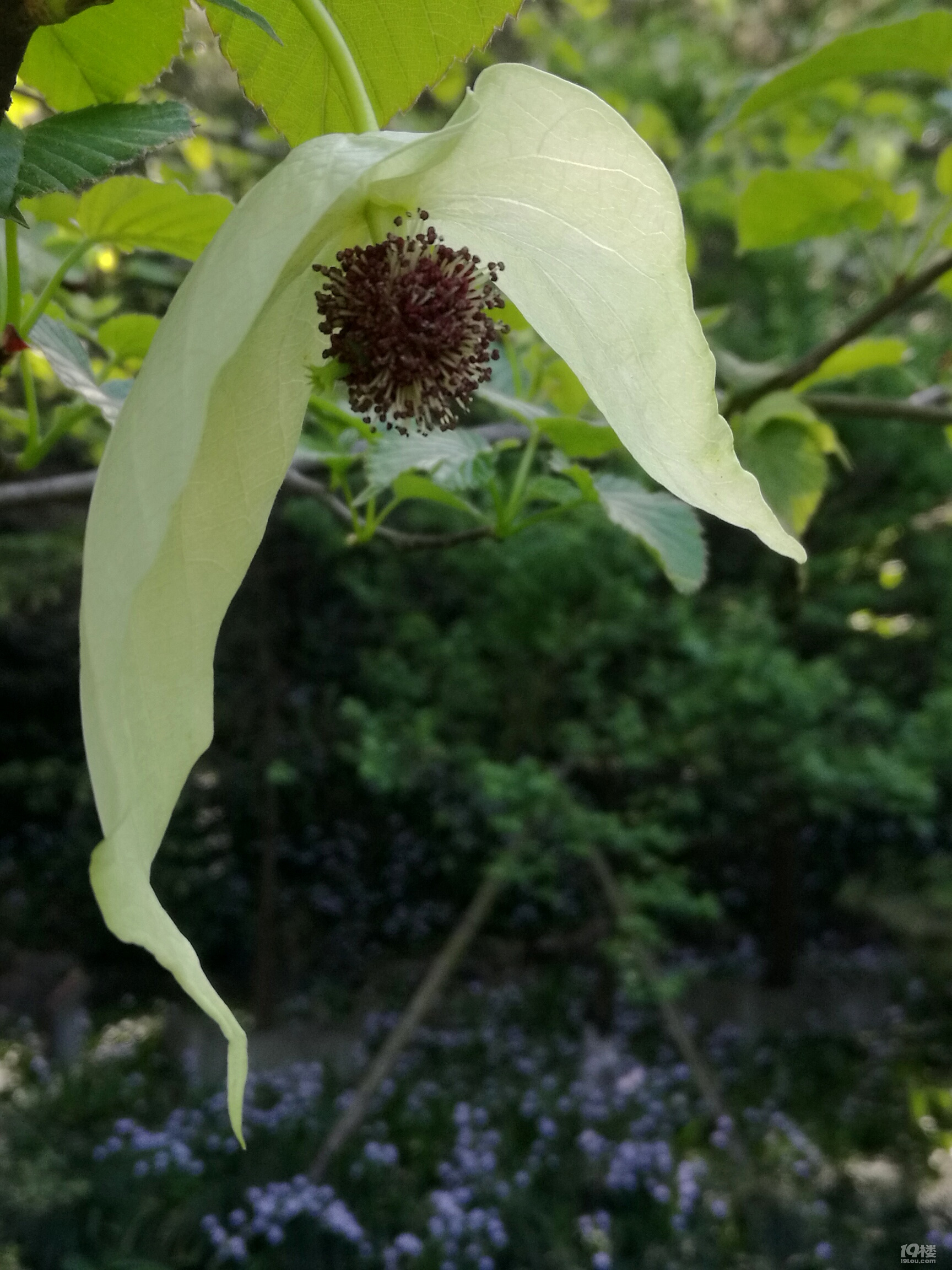 1000万年前的孑遗植物——珙桐,在杭州植物园灵峰探梅