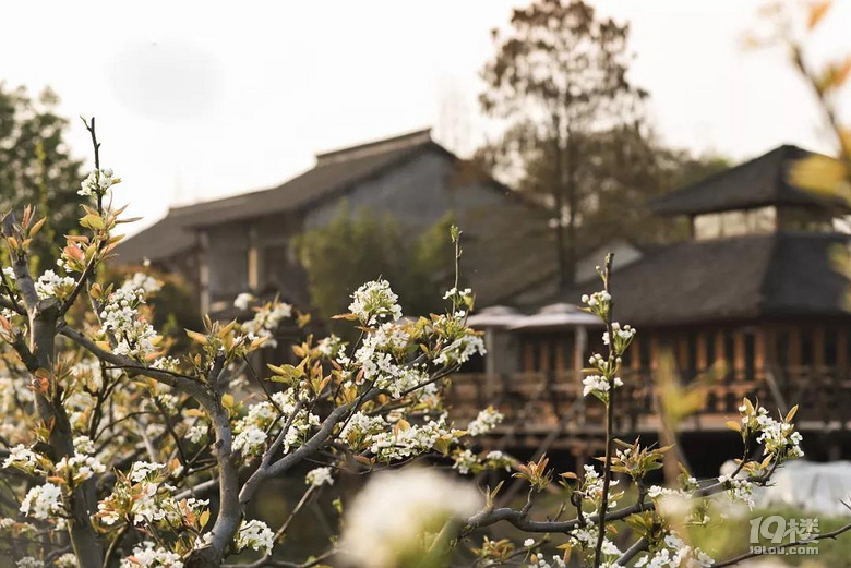 水鄉(xiāng)一夢人間最美四月天，烏鎮(zhèn)賞花（4-5月）招募活動