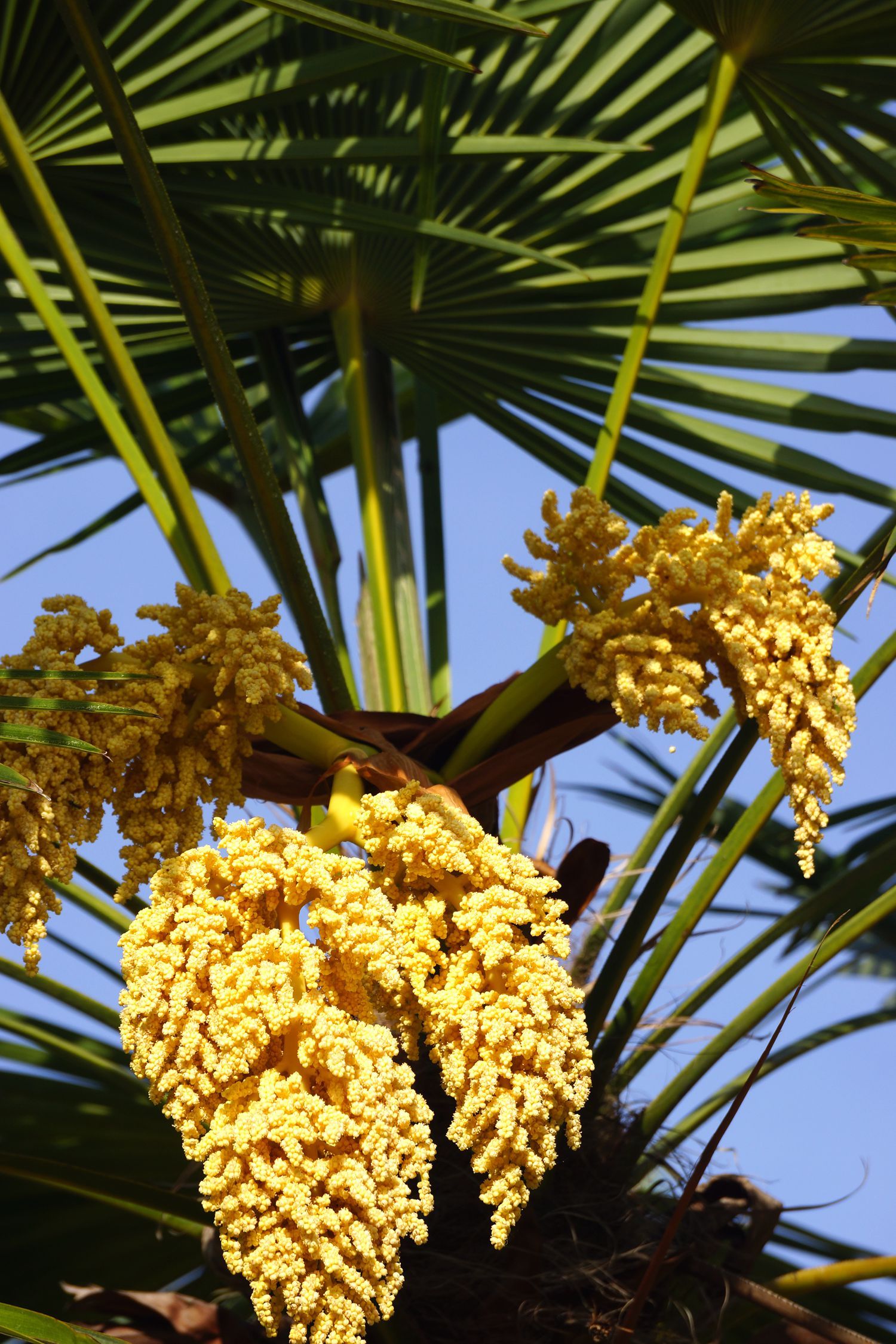 棕榈花