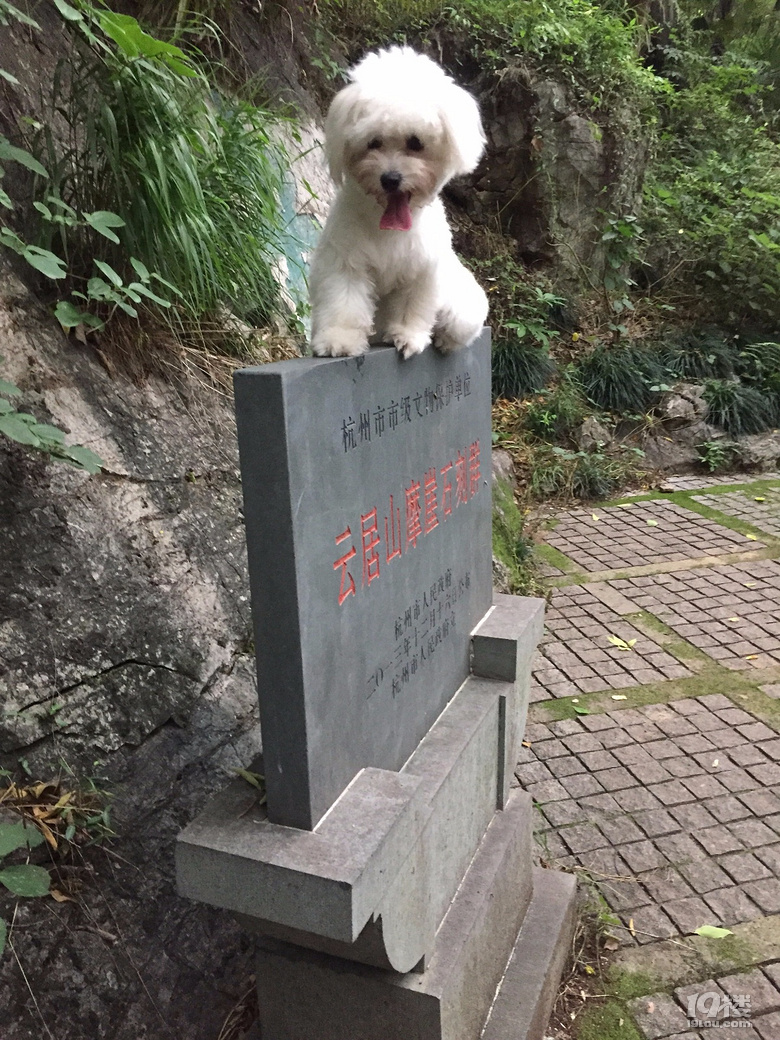 給家里的比熊找男朋友