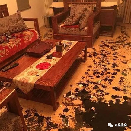二哈可能怎么也不會(huì)想到，自己終有一天，會(huì)因?yàn)閲?guó)粹而出名