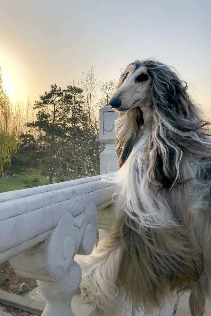为爱犬花费24万元,只因觉得它是世界上最美的狗.