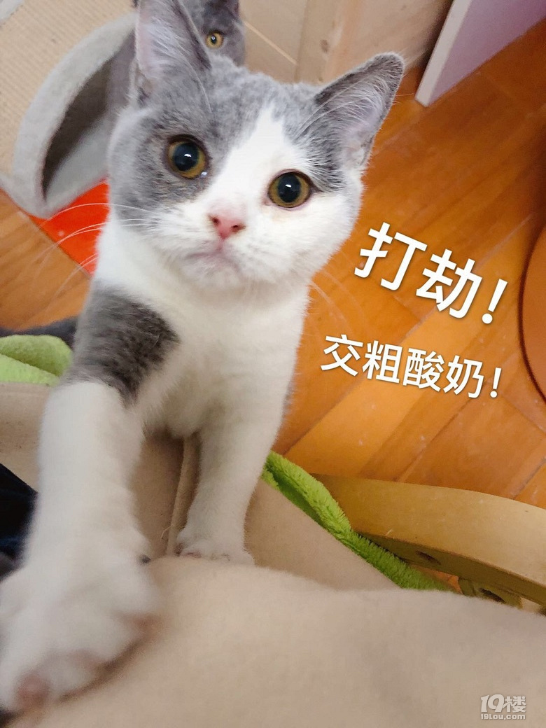 【有獎征集】曬出你家主子的成長變化