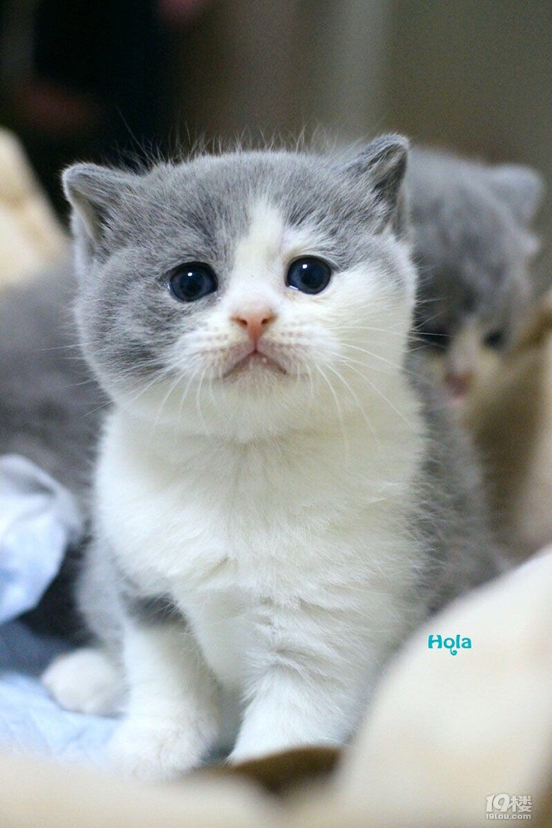 【有獎征集】曬出你家主子的成長變化