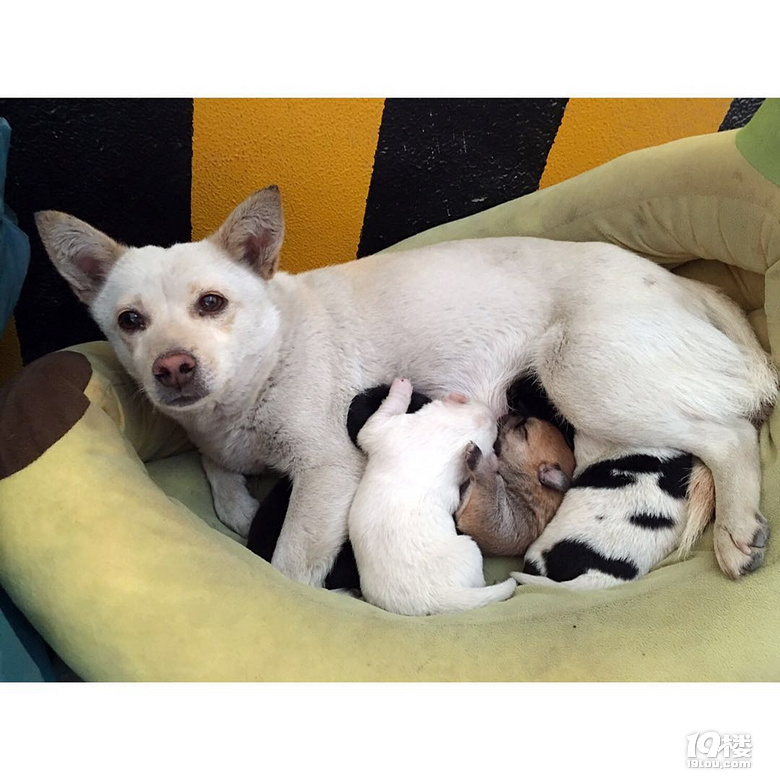 两只小奶狗待领养 过了今天凶多吉少