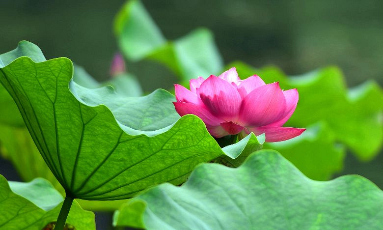又到荷花季