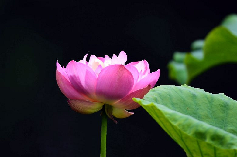 又到荷花季