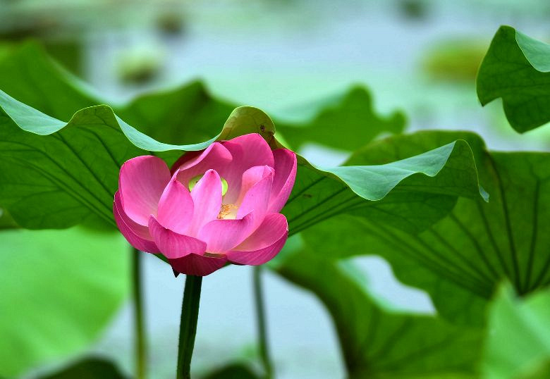 又到荷花季