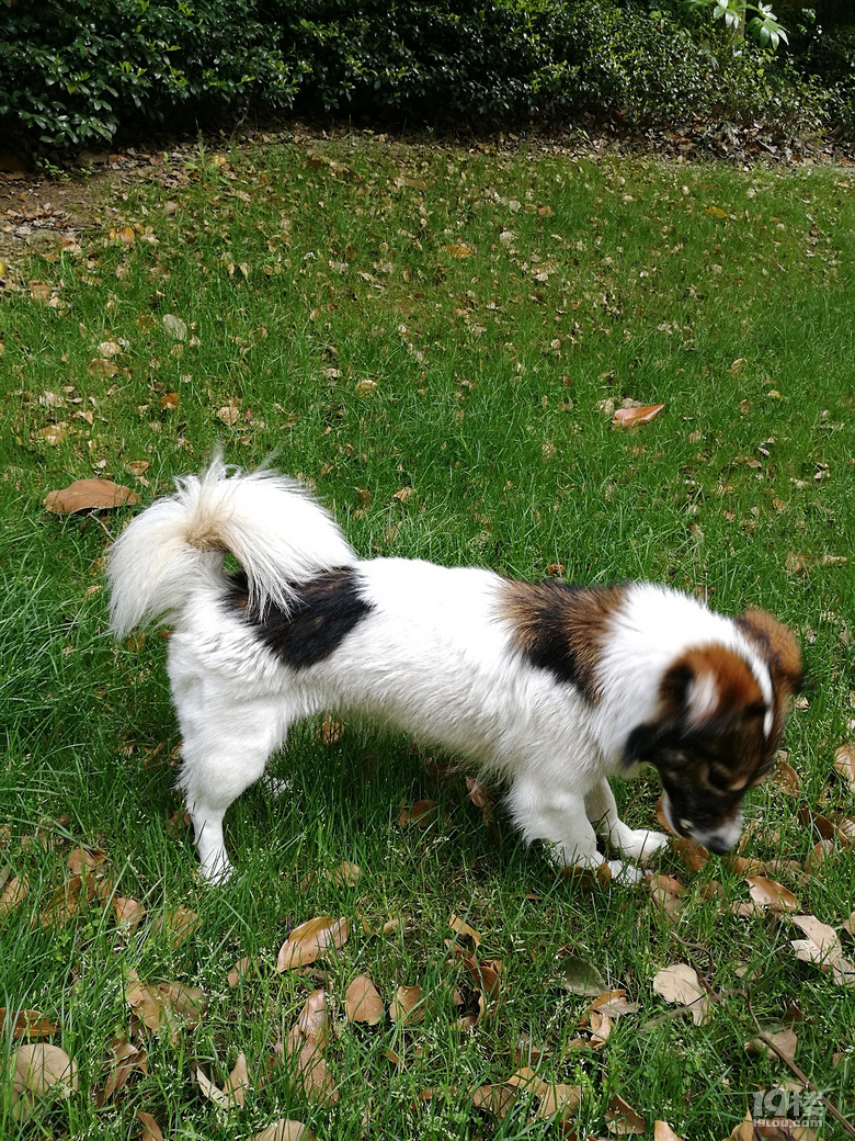 杭州滨江区找狗-毛毛回来吧