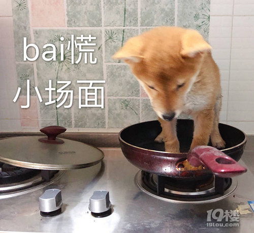 【征集】它承包了我所有的表情包！