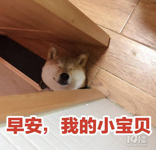 【征集】它承包了我所有的表情包！