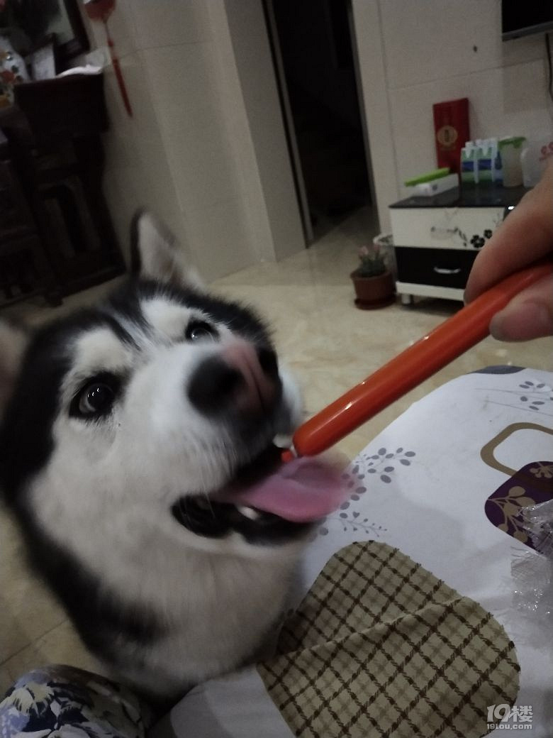 【征集】它承包了我所有的表情包！