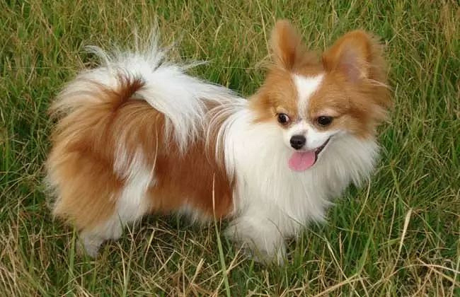 线上预约“坐”高铁 “毛娃子”有了专属座开元棋牌- 开元棋牌官网 - 开元棋牌APP下载