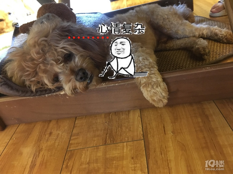 【征集】它承包了我所有的表情包！