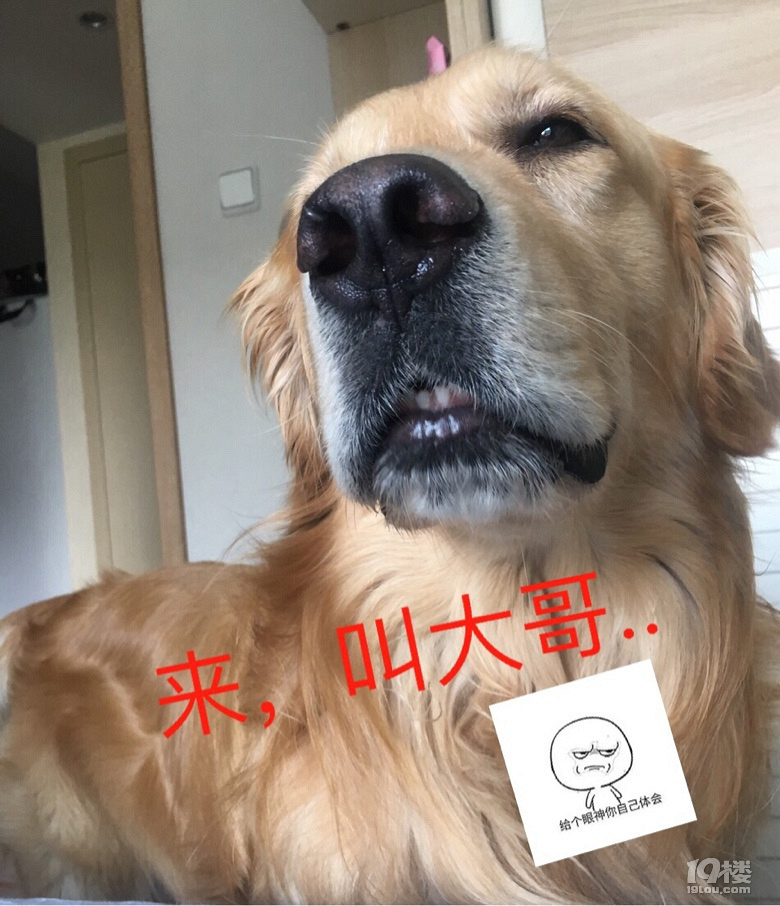 【征集】它承包了我所有的表情包！