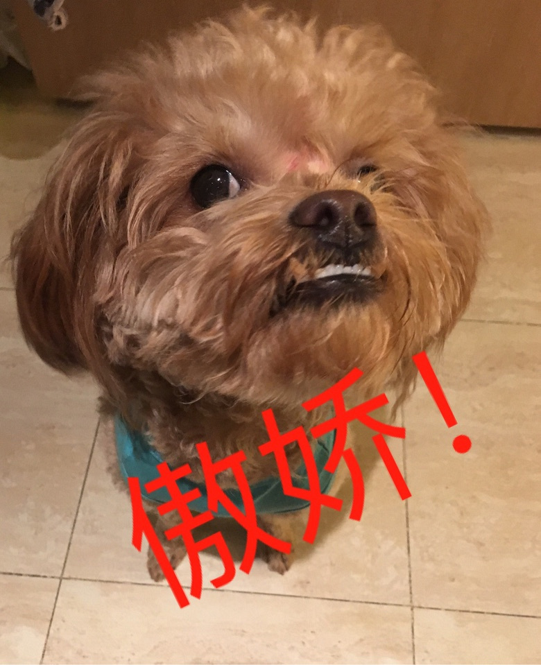 【征集】它承包了我所有的表情包！
