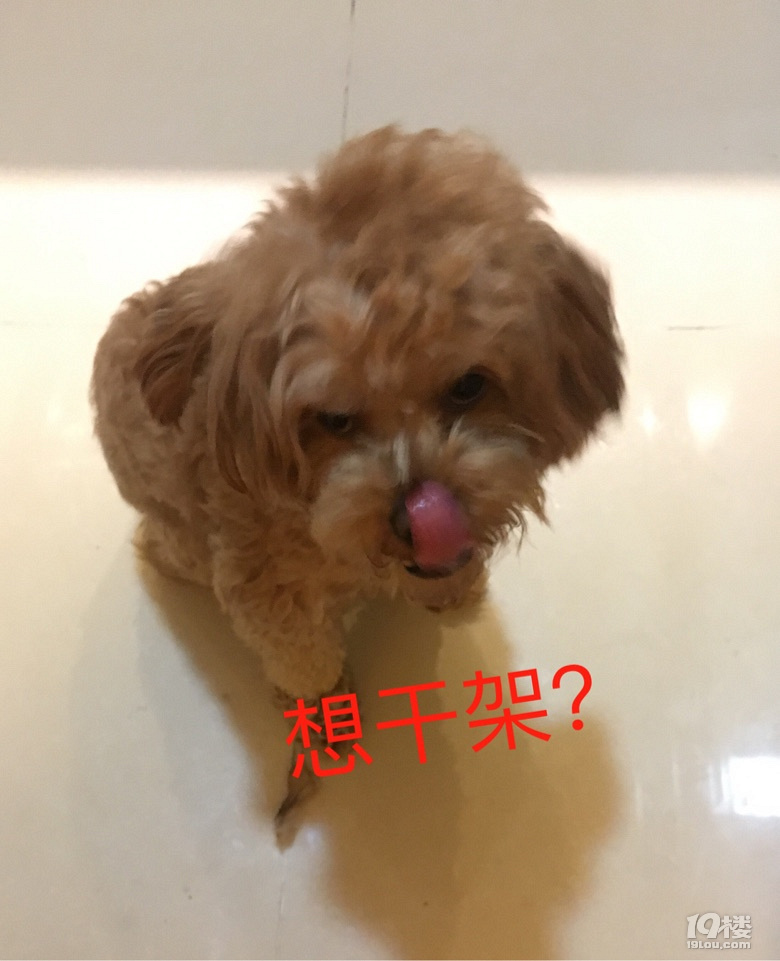 【征集】它承包了我所有的表情包！