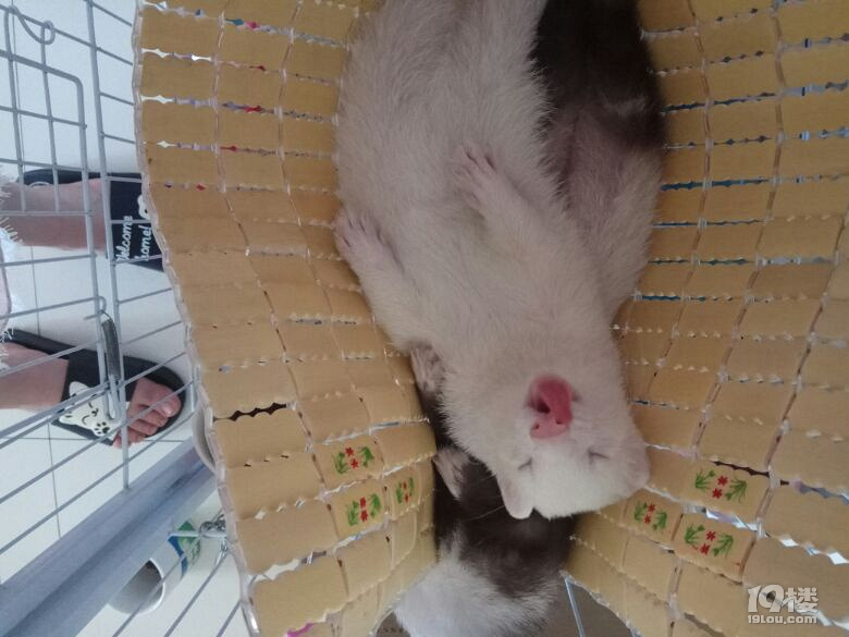 【有獎征集】曬出你家主子的成長變化