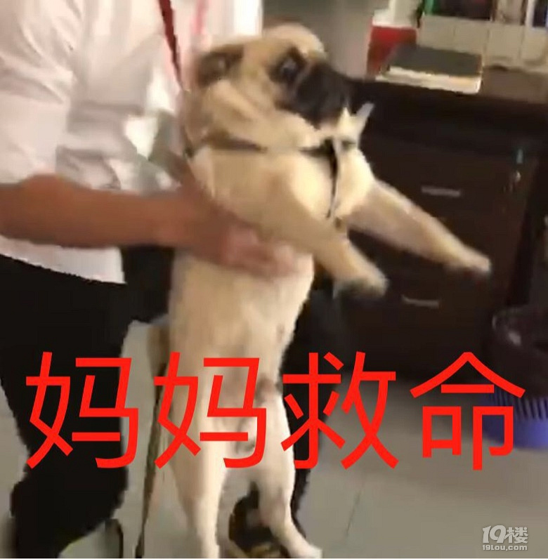 【征集】它承包了我所有的表情包！