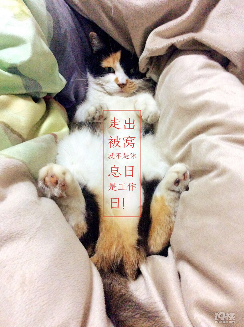 【征集】它承包了我所有的表情包！