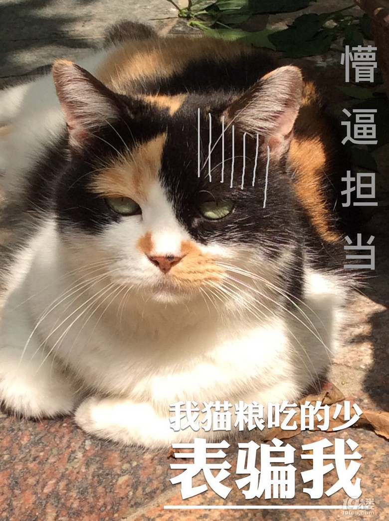 【征集】它承包了我所有的表情包！