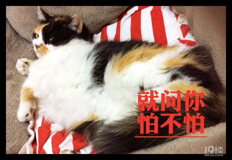 【征集】它承包了我所有的表情包！