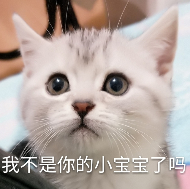 16张让人哈哈哈哈的猫狗表情包