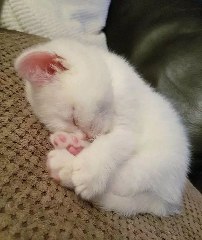 睡不醒的猫宝宝,爬到哪睡到哪,太可爱了!