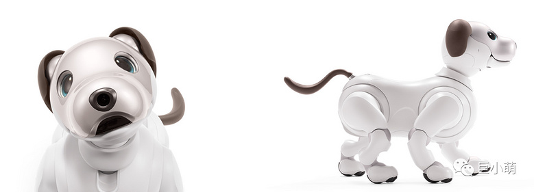 新手适合养什么狗?这只炒到3万元的了解一下