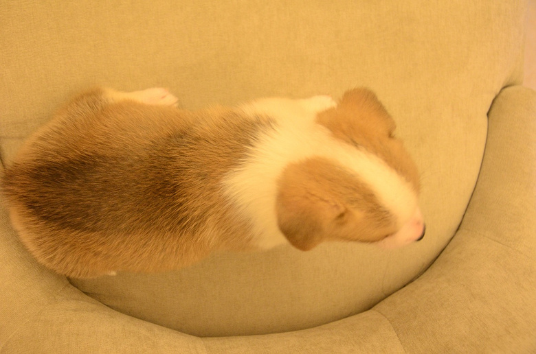 专业柯基犬舍培育优质幼犬,杭州可来自提