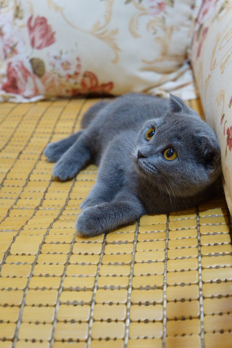 ��ֻ�ĸ��µļ�������Ӣ����è���ס���è��