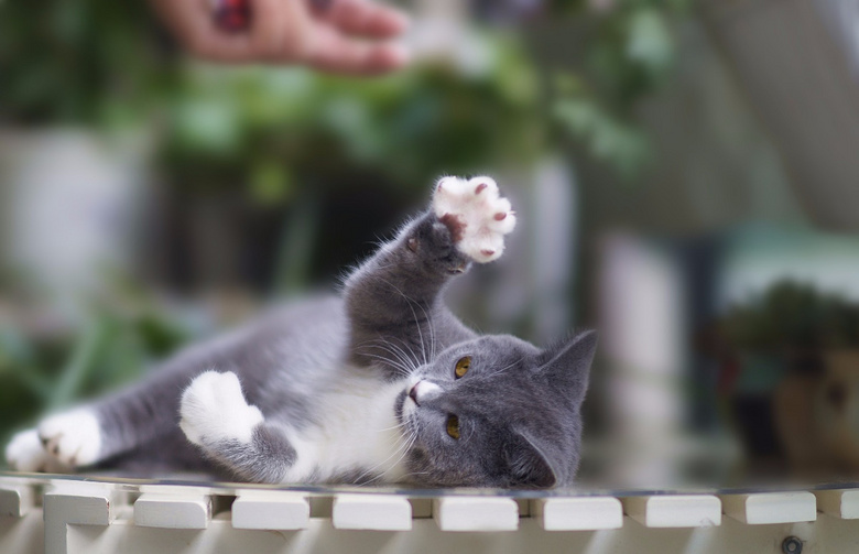 ��ֻ�ĸ��µļ�������Ӣ����è���ס���è��