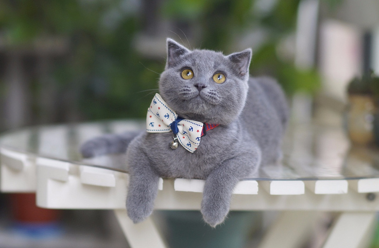 ��ֻ�ĸ��µļ�������Ӣ����è���ס���è��