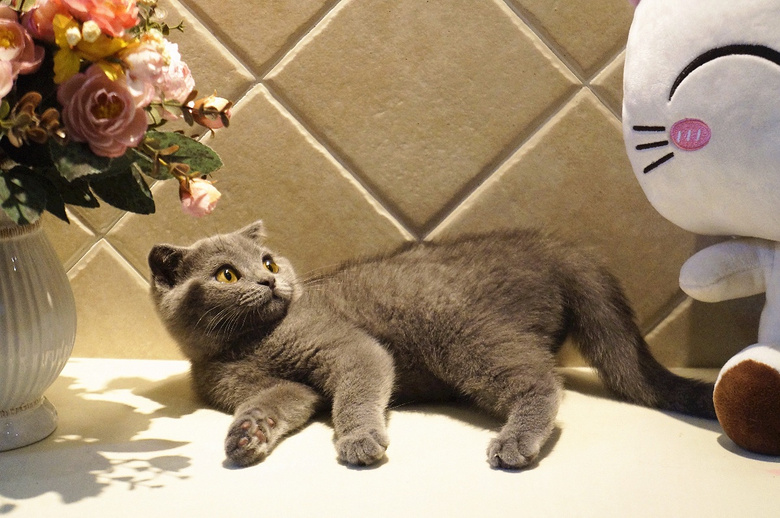 ��ֻ�ĸ��µļ�������Ӣ����è���ס���è��