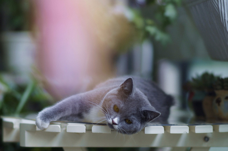 ��ֻ�ĸ��µļ�������Ӣ����è���ס���è��