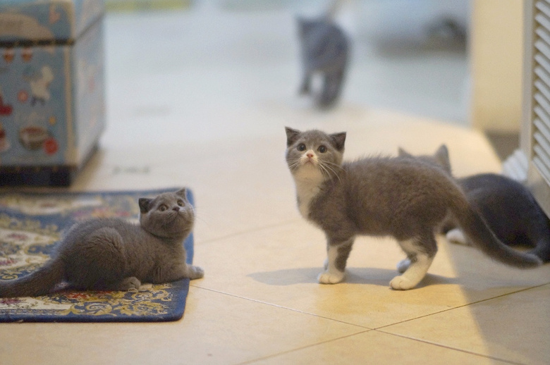 ��ֻ�ĸ��µļ�������Ӣ����è���ס���è��