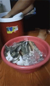 冷猫：原来热狗的反义词是这么来的，哈哈哈哈..._图2