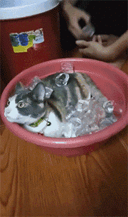 冷猫：原来热狗的反义词是这么来的，哈哈哈哈..._图1