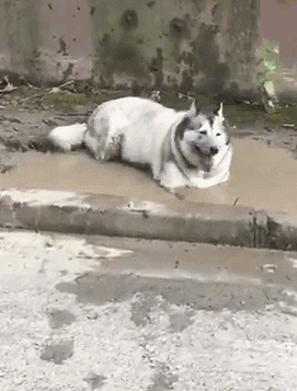 271_357竖版 竖屏gif 动态图 动图